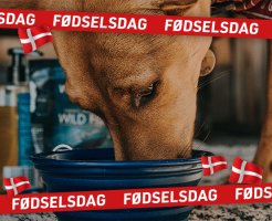 Fdselsdag | Hundeudstyr