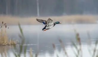 Actionfyld jagtoplevelse