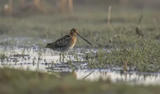 Hurtig svingteknik og et godt &oslash;je