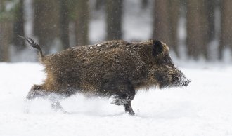 Intens og spændende