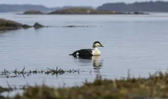 Kold og kr&aelig;vende jagt