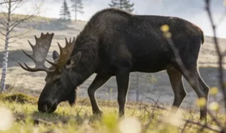 Norge, Sverige og Findland