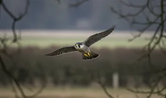 Samarbejde og koordination