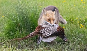 Beskyttelse af faunaen