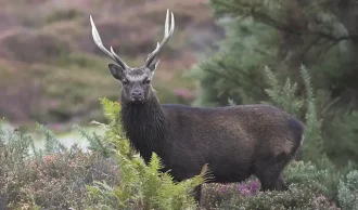 En uds&oslash;gt jagt