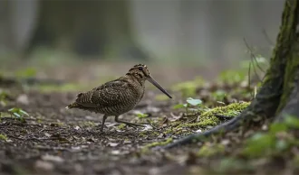 Hurtigt svingteknik og et godt &oslash;je