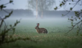 P&aring; Fan&oslash; og Endelave