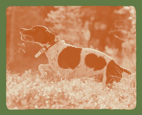 Outdoor week Hundeudstyr