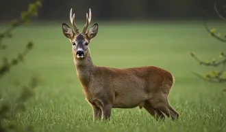 En Popul&aelig;r jagt