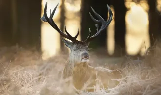 Hjorteplader