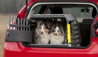 Hund i bilen