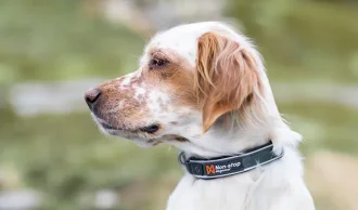Hundehalsbnd
