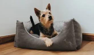 Hundekurve & senge