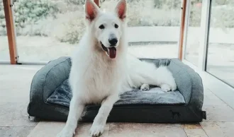 Hundekurve