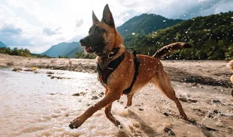 Hundeseler