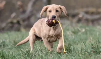 Hundetrning