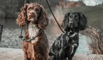 Retrieverliner