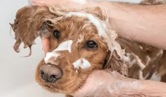 Shampoo