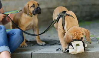 Tasker til hundegodbidder