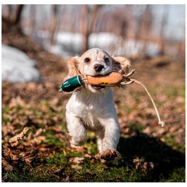 Dokken Puppy Dead Fowl Trainer Mallard