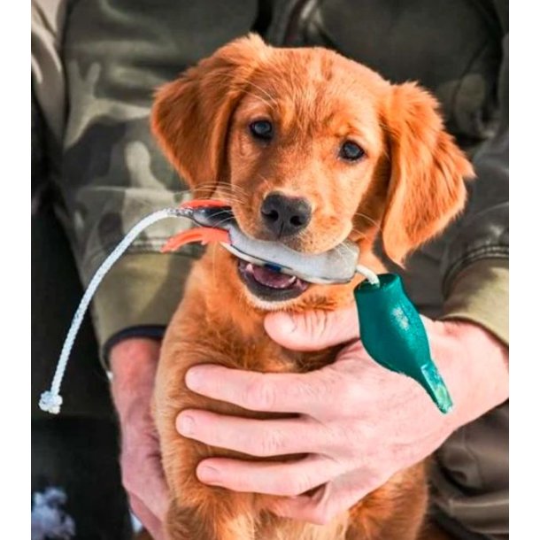 Dokken Puppy Dead Fowl Trainer Mallard