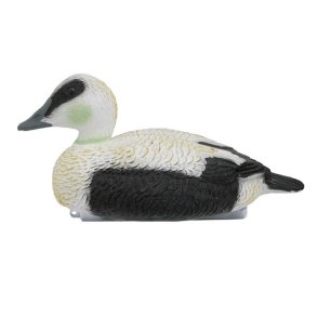 Edderfugl Han Flydende Lokkefugl Lokkefugl