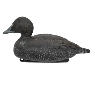 Edderfugl Hun Flydende Lokkefugl