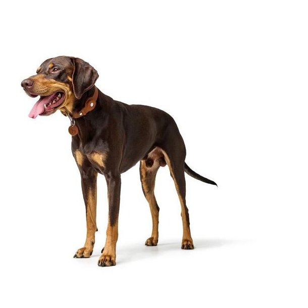 Hunter HB Viborg 60 M/L Cognac