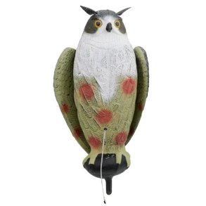 Krageugle Med bevgelige Vinger Lokkefugl