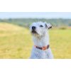 Non-stop dogwear Collar Tumble Hundehalsb�nd Orange, XXS
