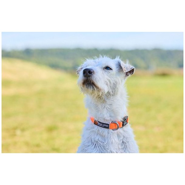 Non-stop dogwear Collar Tumble Hundehalsb�nd Orange, XXS