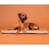 Paikka Cooling Orthopedic Madras 100x70, Taupe