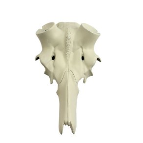 Pandeskal Hjort 60mm