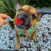 Pup Ice Frugt is Vandmelon 3 stk.