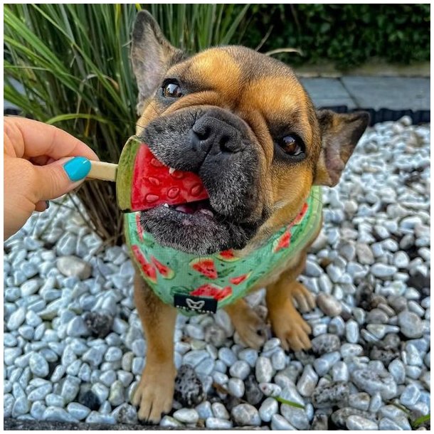 Pup Ice Frugt is Vandmelon 3 stk.