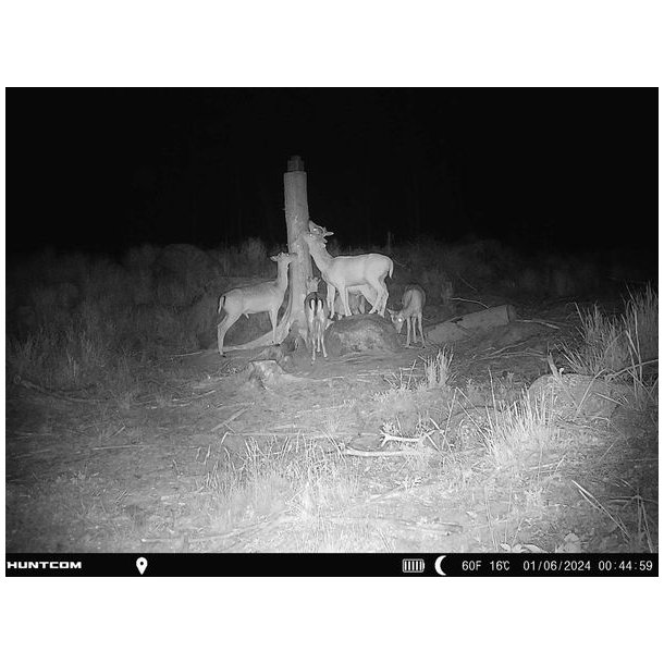 SP Wildlife Sliksten 10 kg