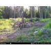 SP Wildlife Sliksten 10 kg