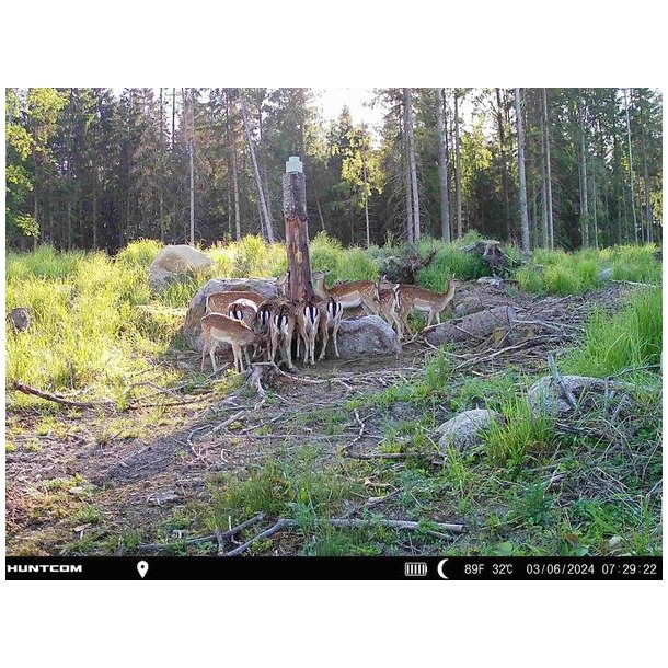 SP Wildlife Sliksten 10 kg