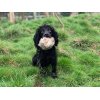 Ben Randall Distance Markeringsbold 300g Kanin