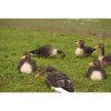 DK Wai Greylag Grgs Flock Full Body Lokkefugl 6 Pack UDEN TASKE!!
