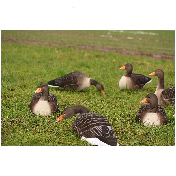 DK Wai Greylag Grgs Flock Full Body Lokkefugl 6 Pack UDEN TASKE!!