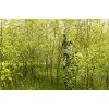 DKWAI 3D Camouflage Overtrksst