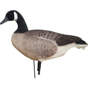 DKWAI Canadags Buster Full Body 6 Pack