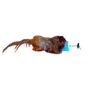 Fasan Dummy 500g