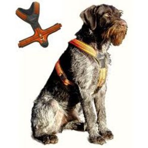 Niggeloh Follow Schweiss hundesele Orange