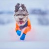 Non-Stop Dogwear Long Distance Bootie Hundesko Blue