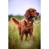 Non-Stop Dogwear Protector Collar Orange