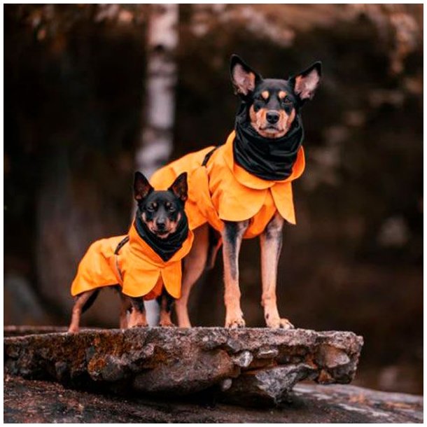Paikka Recovery Regnfrakke Til Hund Orange