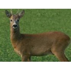 Riffelprve Bukkeskive Med Bagsidetryk