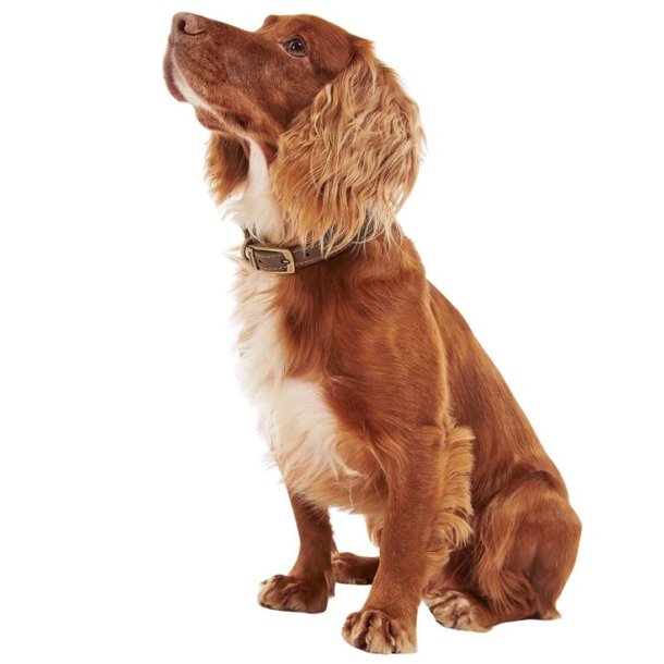 Barbour Leather Dog Collar Brown
